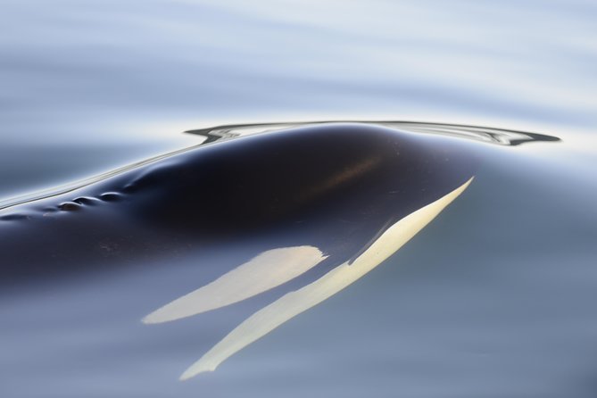 Cowichan Bay Half Day Whale & Wildlife Adventure - What to Bring on the Tour