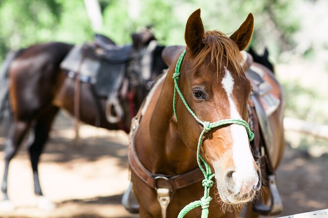 Cowpoke Ride: Adventurous Horseback Tour Just 9 MILES From Sedona - Confirmation and Accessibility