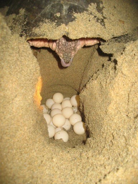 *Coyuca Lagoon Tour and Baby Turtle Release - Inclusions