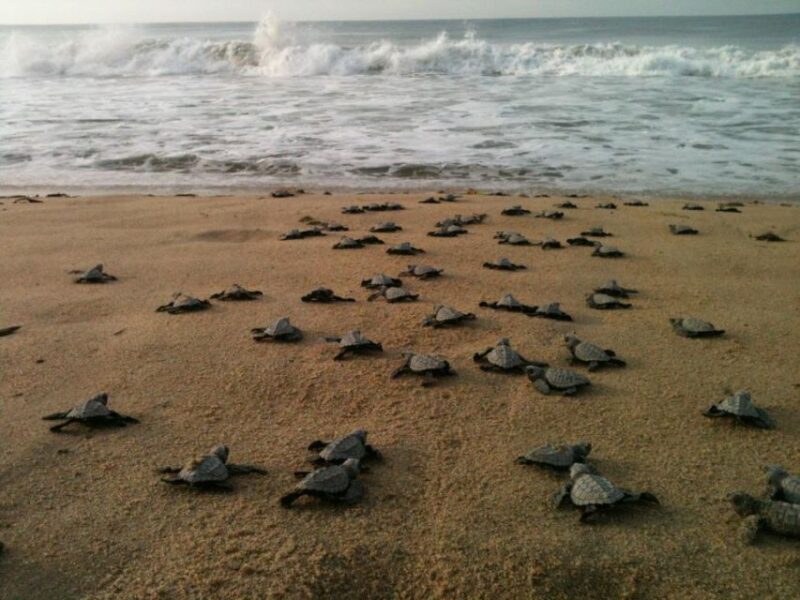 *Coyuca Lagoon Tour and Baby Turtle Release - Customer Reviews and Ratings