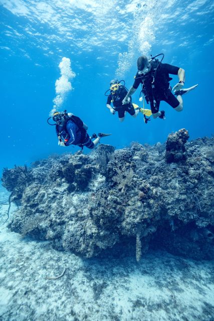 Cozumel: 1 Tank Certified Scuba Diving - Inclusion and Exclusions