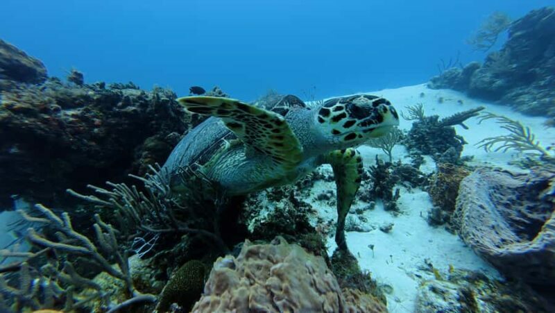 Cozumel: 2-Tank Dive, Eagle Ray Wall for Certified Divers - A Closer Look at the Experience