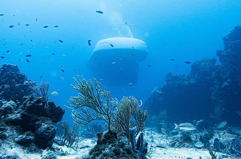 Cozumel: Atlantis Submarine Adventure - Pricing and Reservation