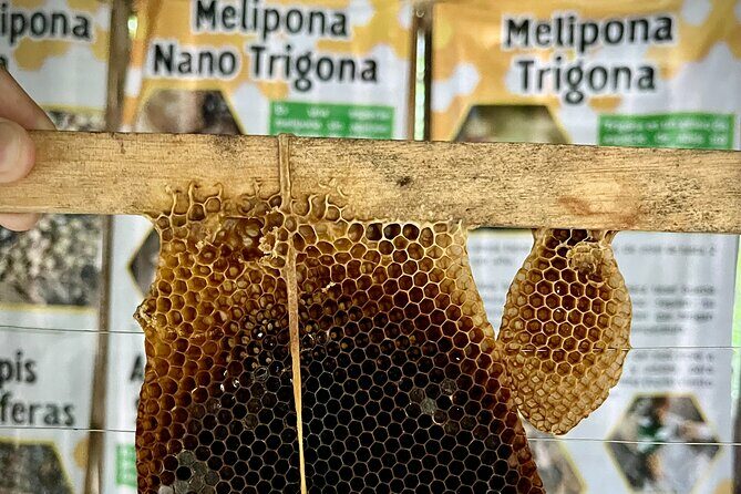 Cozumel: Bee Farm + Honey & Chocolate Tasting + Sightseeing - The Sum Up: A Truly Unique Cozumel Experience