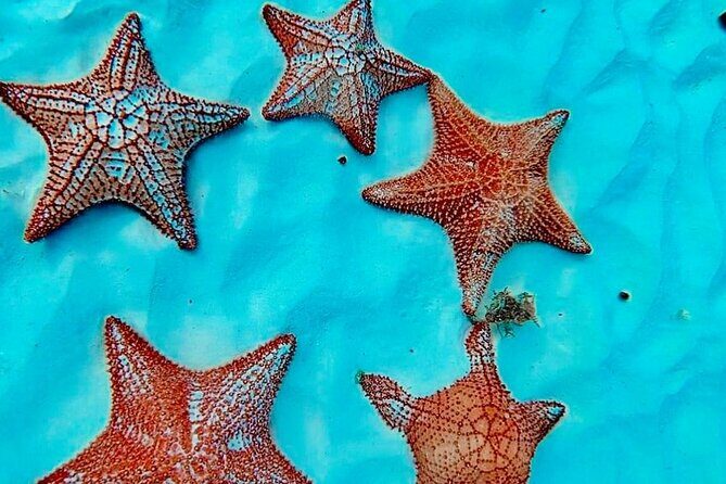 Cozumel Catamaran Fun: Snorkeling, Open Bar & Water Park - Final Thoughts: Is This Tour Right for You?