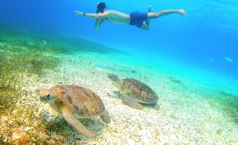 Cozumel Catamaran Party; El Cielo, Colombia & Palancar Reef - Snorkeling at Reef Locations