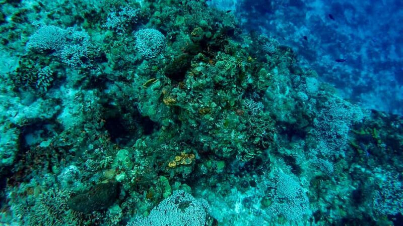 Cozumel Catamaran Snorkeling Tour & lunch - FAQ