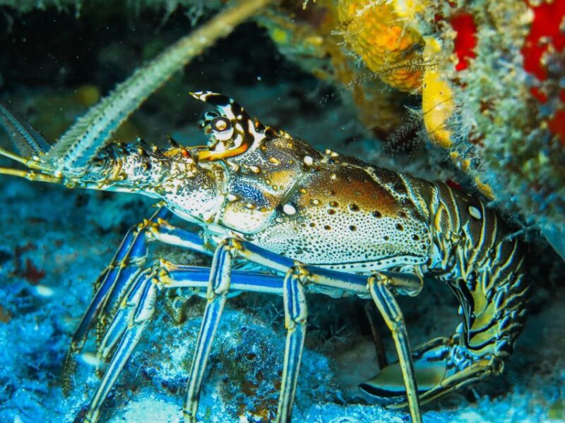 Cozumel: Chankanab Park Day Pass and Snorkeling Tour - Accessibility and Support