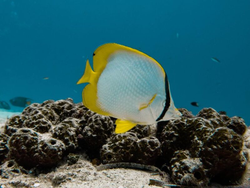 Cozumel: Chankanab Park Day Pass and Snorkeling Tour - Customer Reviews and Feedback
