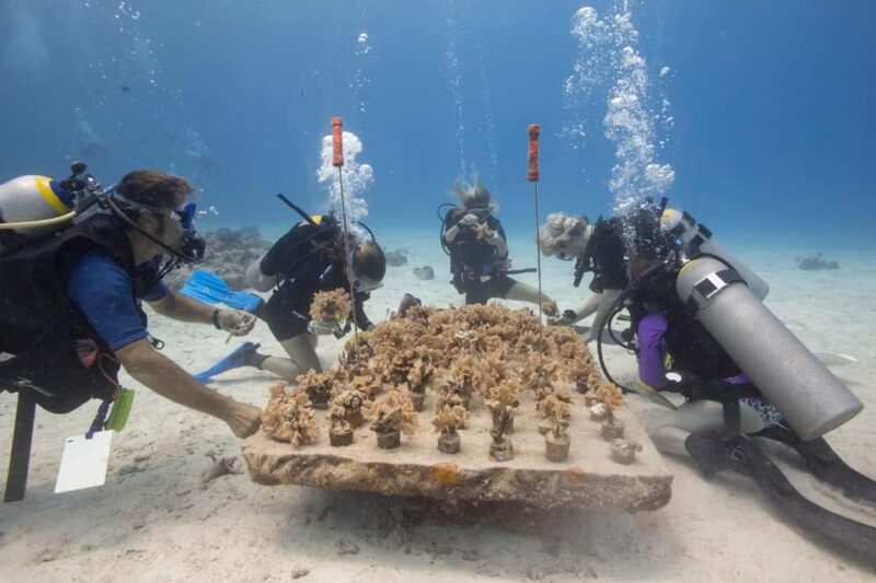 COZUMEL : Coral Laboratory and Chankanaab Eco Park. - Key Points