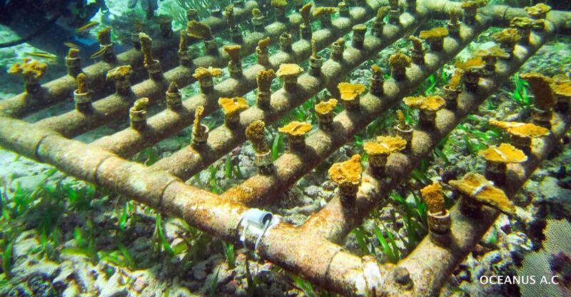COZUMEL : Coral Laboratory and Chankanaab Eco Park. - Itinerary and Experience