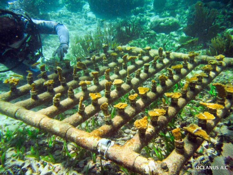 COZUMEL : Coral Laboratory and Chankanaab Eco Park. - Restrictions and What to Bring