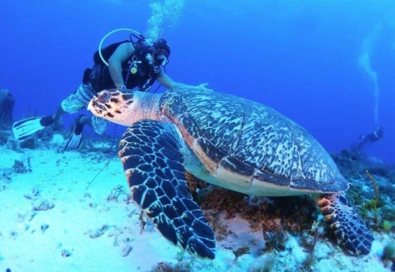 Cozumel: Discover Scuba Dive - Key Points