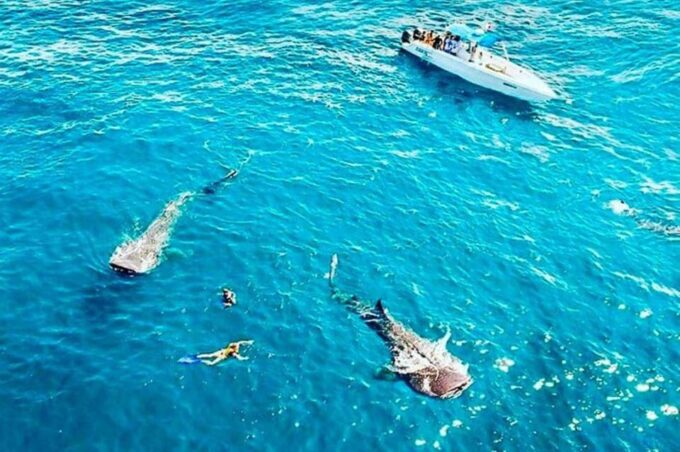 Cozumel: Discover Scuba Dive - Feedback From Previous Participants