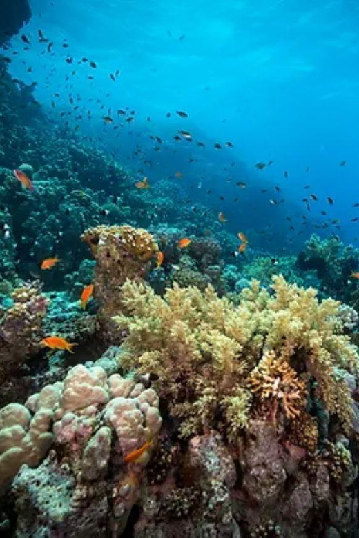 Cozumel: Discover Scuba Diving for Non-Certified Divers - Key Points