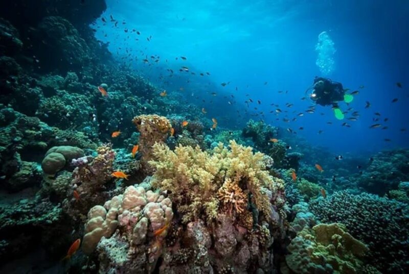 Cozumel: Discover Scuba Diving for Non-Certified Divers - Inclusions and Equipment