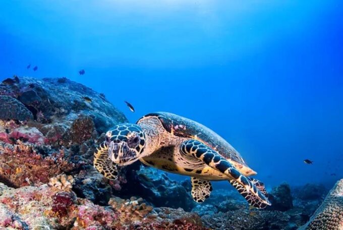 Cozumel: Discover Scuba Diving for Non-Certified Divers - Cancellation and Booking Policy
