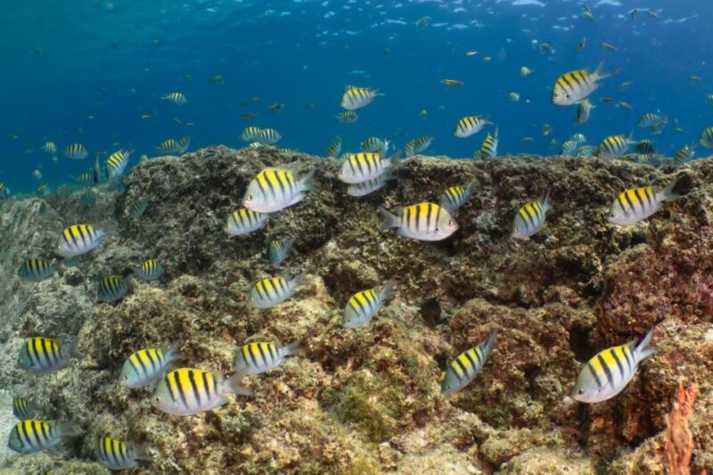 Cozumel Discover Scuba Diving From Boat - Experience Highlights