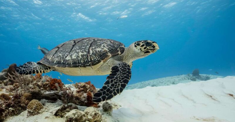 Cozumel Discover Scuba Diving From Boat - Included Services