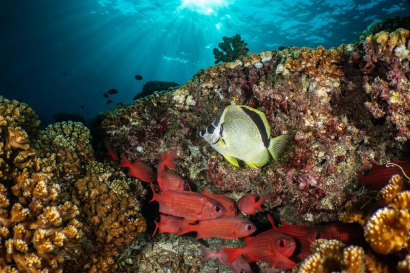 Cozumel Discover Scuba Diving From Boat - Preparation and Restrictions