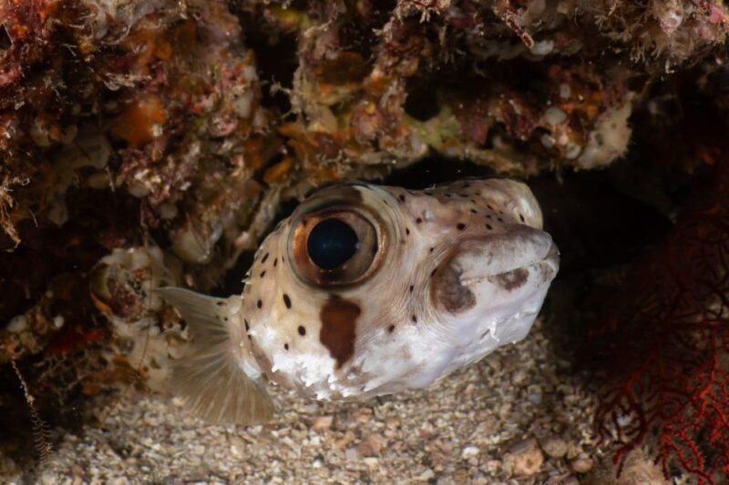 Cozumel Discover Scuba Diving From Boat - Discover Scuba Diving