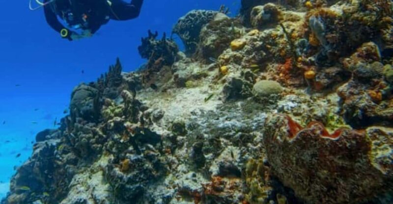 Cozumel: Discover Scuba Diving in Cozumels Pristine Waters - Booking Information