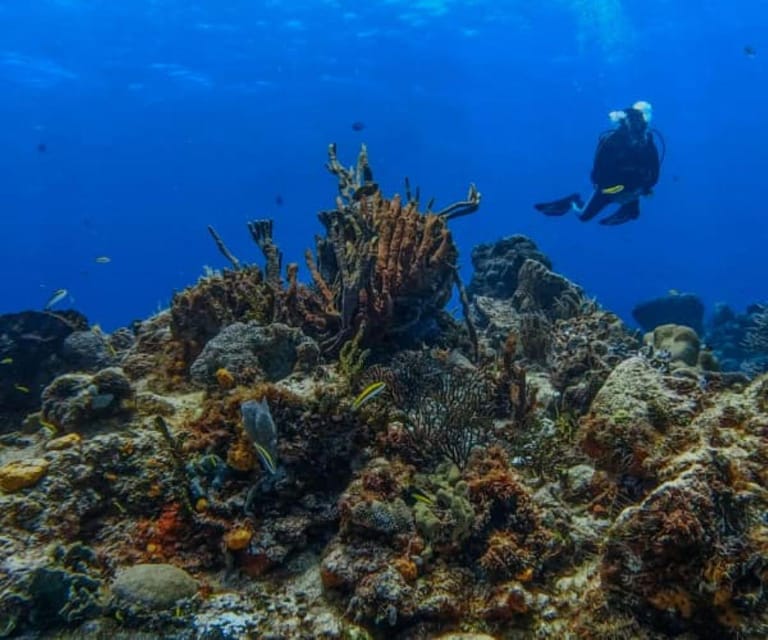 Cozumel: Discover Scuba Diving in Cozumels Pristine Waters - Guided by Certified Instructors
