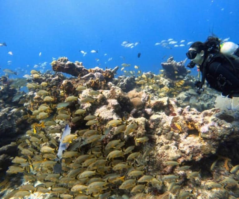 Cozumel: Discover Scuba Diving in Puerto Morelos - Key Points