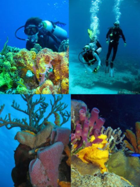Cozumel: Dive in the Worlds Second Largest Coral Reef - Key Points