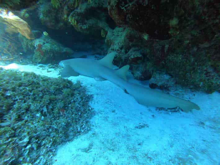 Cozumel: Diving Marine Park 2 Dive Sites - Diving Experience