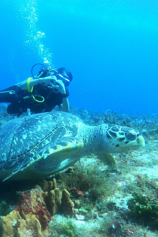 Cozumel: Diving Marine Park 2 Dive Sites - Itinerary