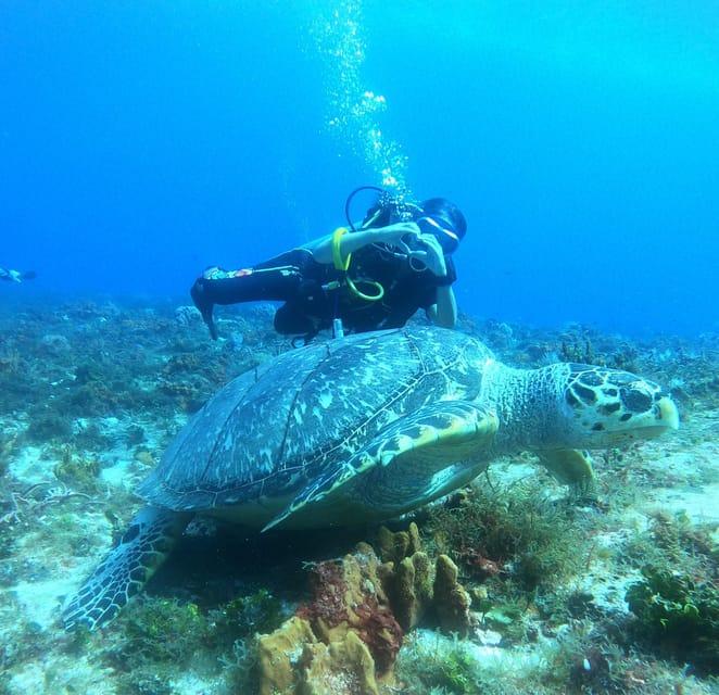 Cozumel: Diving Marine Park 2 Dive Sites - Certified Divers