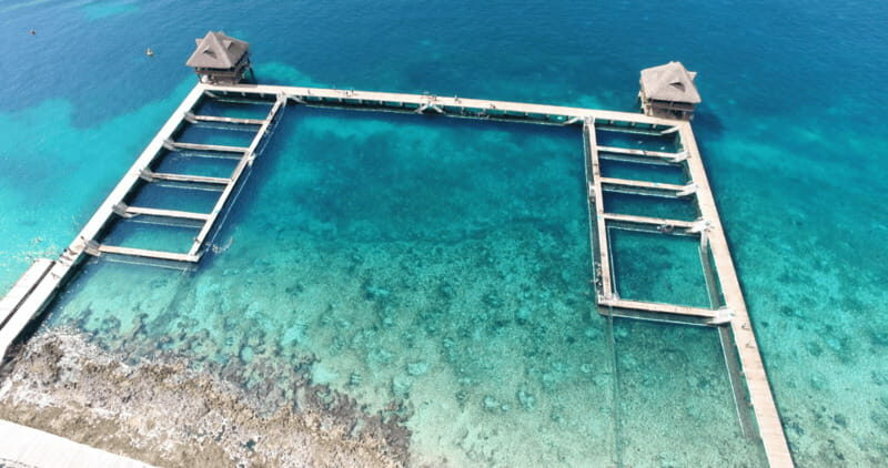 Cozumel: Dolphin Royal Swim and Manatee Interaction - A Close Look at the Tour Itself