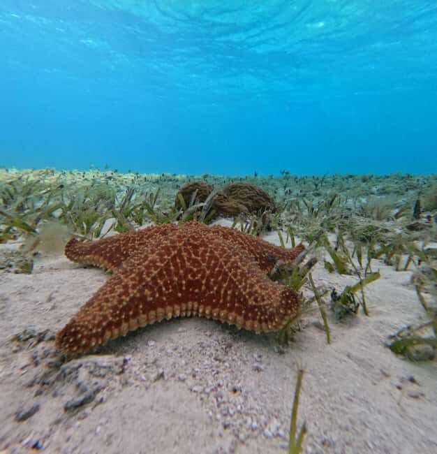 Cozumel, El Cielo: 4-Hour Shared Snorkeling Tour - Key Points