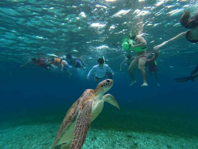 Cozumel, El Cielo: 4-Hour Shared Snorkeling Tour - The Sum Up