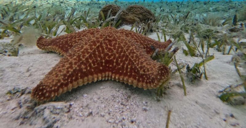 Cozumel, El Cielo: 4-Hour Shared Snorkeling Tour - Key Points