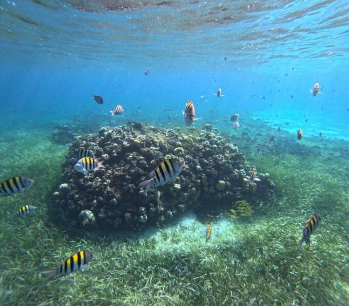 Cozumel, El Cielo: 4-Hour Shared Snorkeling Tour - Suitability and Restrictions