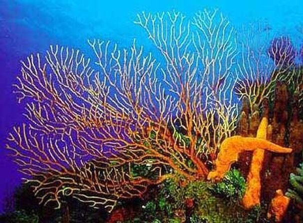 Cozumel El Cielo All Inclusive Tour From Cancun - Key Points