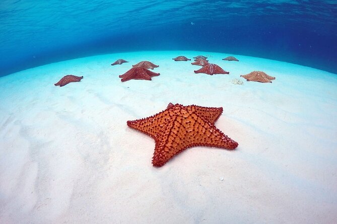 Cozumel El Cielo All Inclusive Tour From Cancun - Important Notes and Reminders