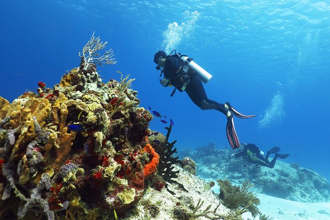 Cozumel Express 2-Tank Dives From Playa Del Carmen/ Only for Certified Divers - Inclusions and Amenities