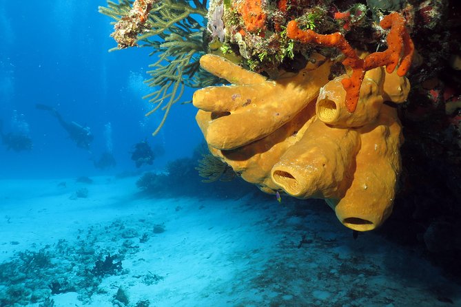 Cozumel Express 2-Tank Dives From Playa Del Carmen/ Only for Certified Divers - Customer Reviews
