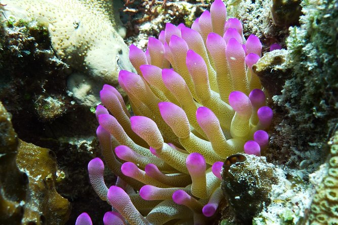 Cozumel Express 2-Tank Dives From Playa Del Carmen/ Only for Certified Divers - Frequently Asked Questions
