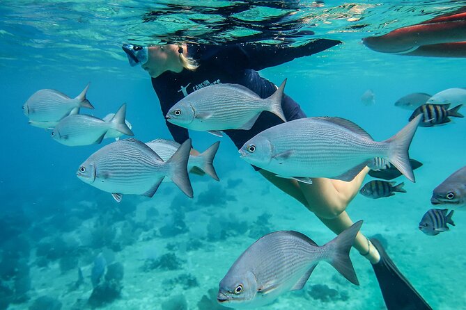 Cozumel Luxury Sailing & Snorkeling With Lunch and Open Bar Onboard - Snorkeling and Paddleboarding
