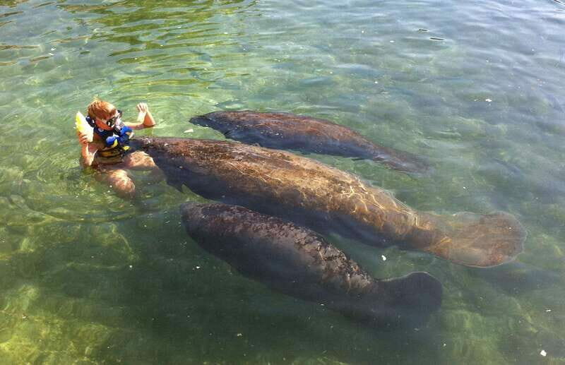 Cozumel: Manatee Encounter, Chankanaab Admission and Buffet - The Practicalities: Price, Duration, and Whats Included