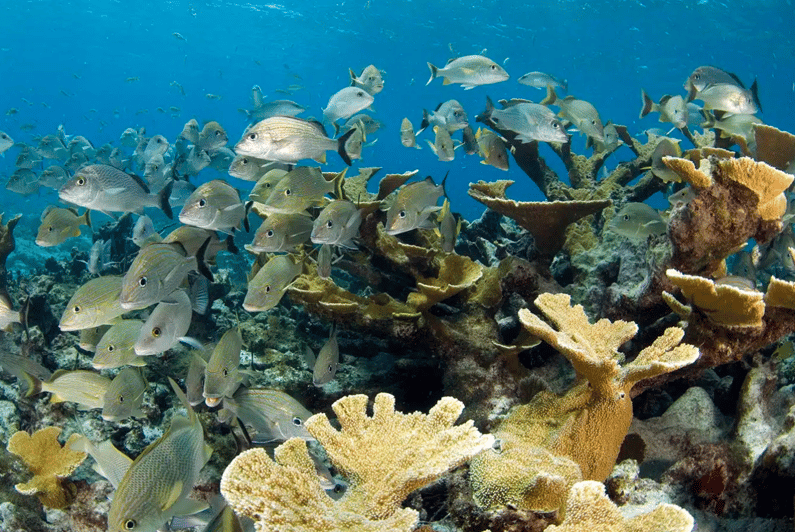 Cozumel: Meso-American Reef Diving Adventure - What to Bring