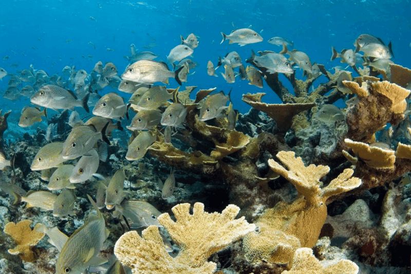 Cozumel: Meso-American Reef Diving Adventure - Cancellation Policy
