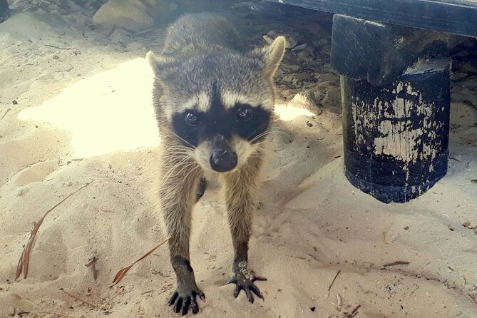 Cozumel National Park and Beach Break: Private Tour - Relaxing at the Beach