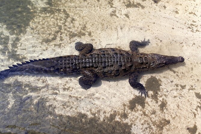 Cozumel National Park and Beach Break: Private Tour - Knowledgeable and Friendly Guides