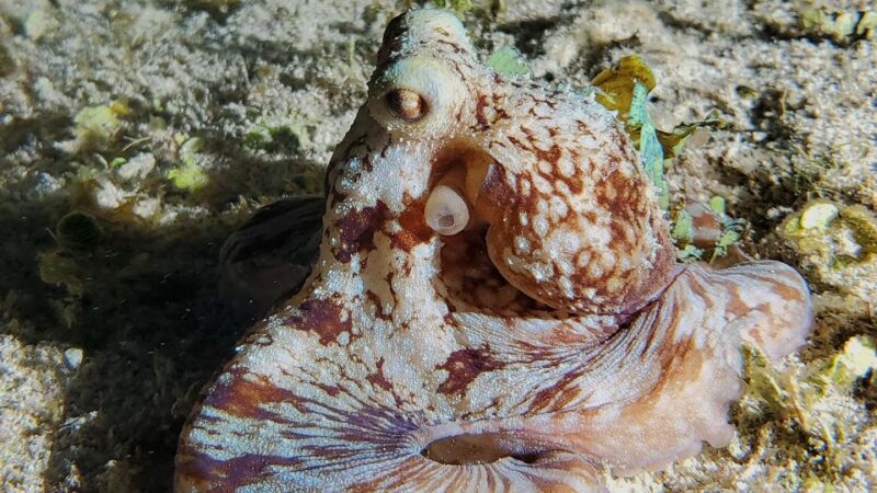 Cozumel: Night Snorkel Adventure - Itinerary