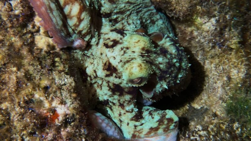 Cozumel: Night Snorkel Adventure - Unique Snorkeling Experience